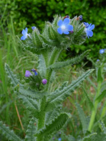 Anchusa arvensis